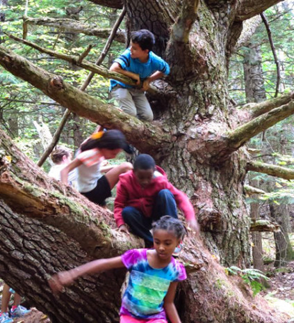 kids_tree_climb